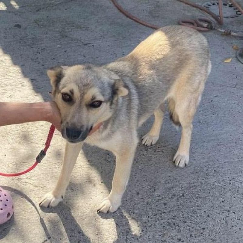 NELLY - Chien à adopter