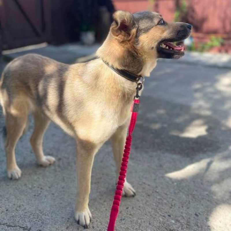 NELLY - Chien à adopter - photo 6