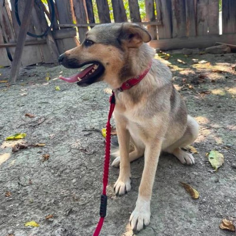 NELLY - Chien à adopter - photo 13