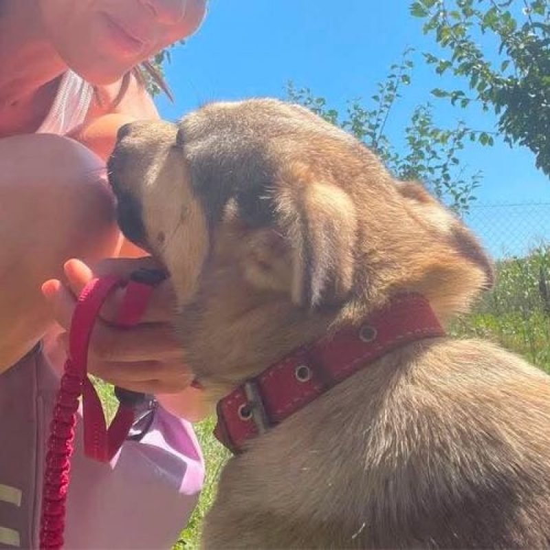 NELLY - Chien à adopter - photo 9