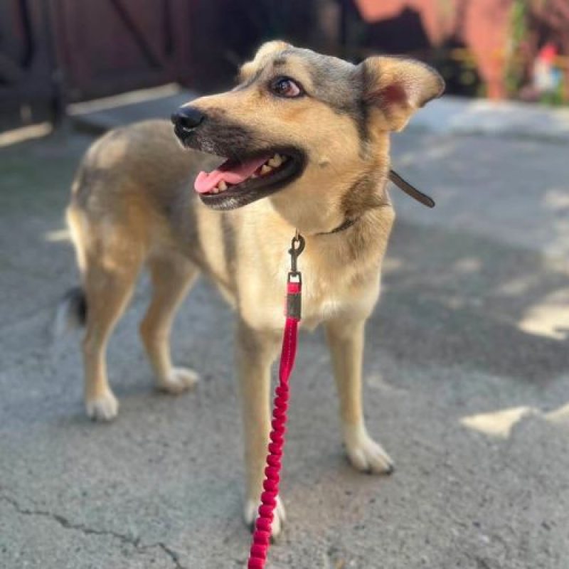 NELLY - Chien à adopter - photo 10