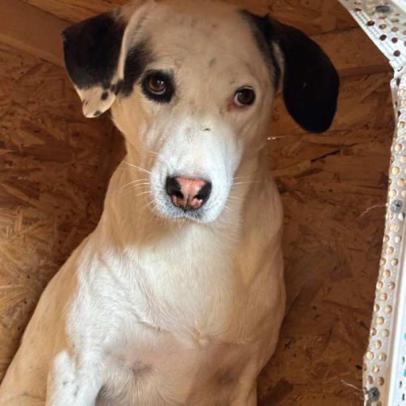 ULA - Chien à adopter - photo 4
