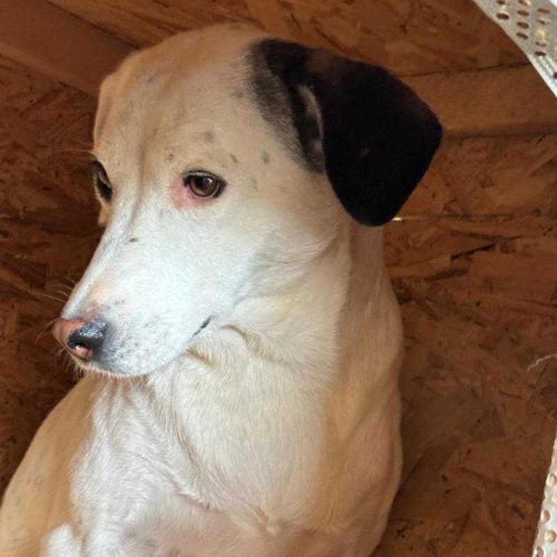 ULA - Chien à adopter