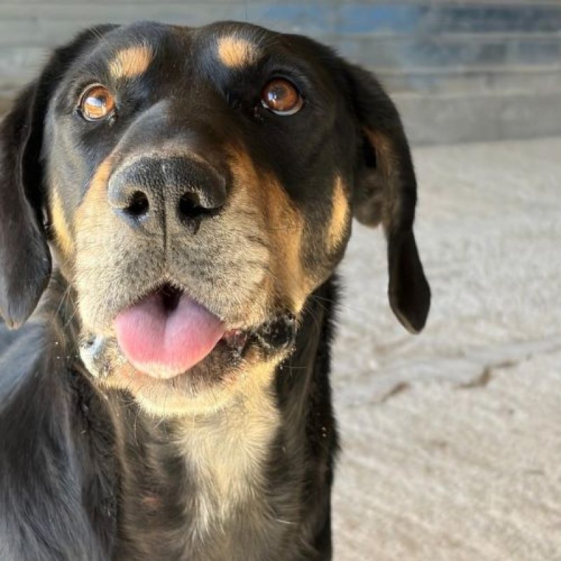 KEY - Chien à adopter - photo 4