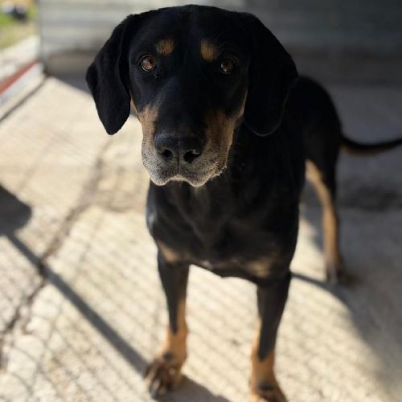 KEY - Chien à adopter - photo 2