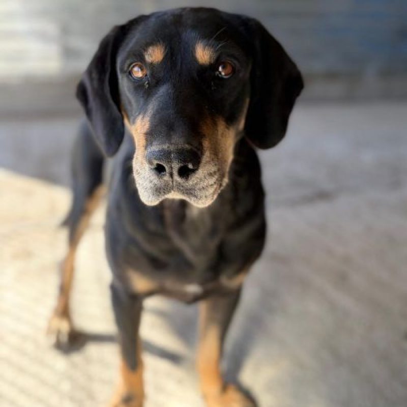 KEY - Chien à adopter - photo 3