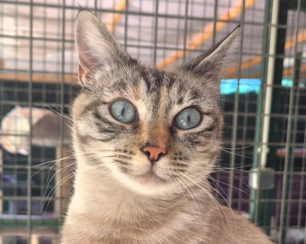 Esther - Chat Européen à adopter