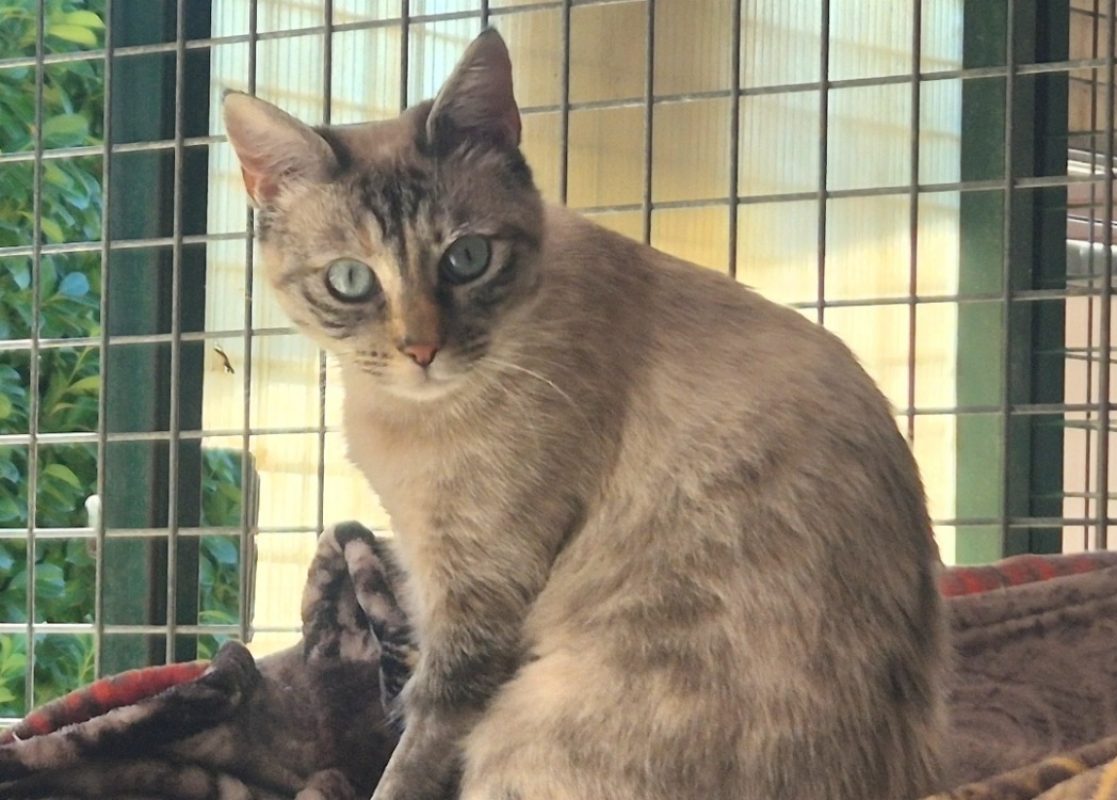 Esther - Chat Européen à adopter - photo 2