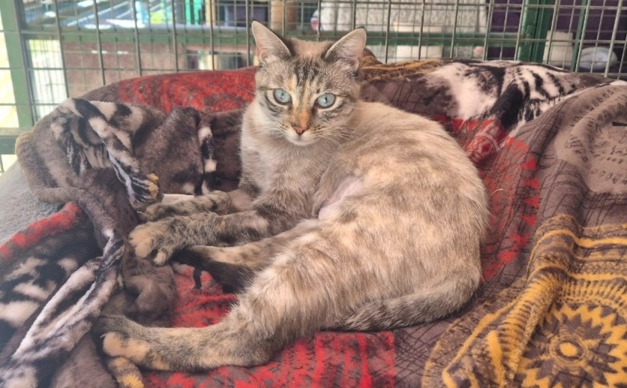 Esther - Chat Européen à adopter - photo 3