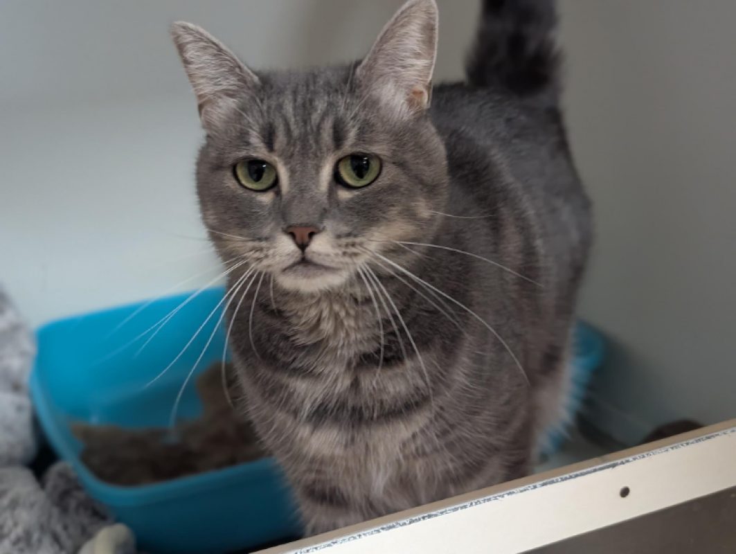 Sweety - Chat Européen à adopter