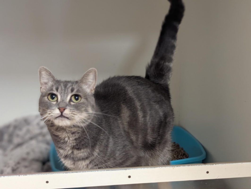 Sweety - Chat Européen à adopter - photo 4