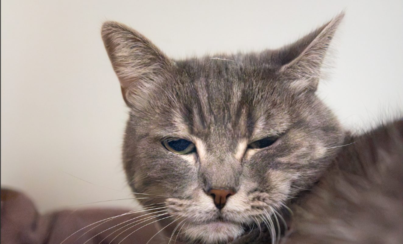 Sweety - Chat Européen à adopter