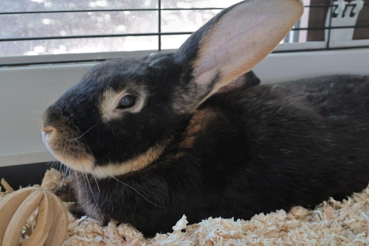 Malabar - Rongeur Lapin à adopter
