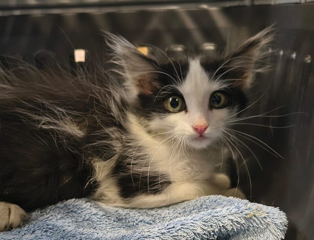 Gremlins - Chat Européen à adopter
