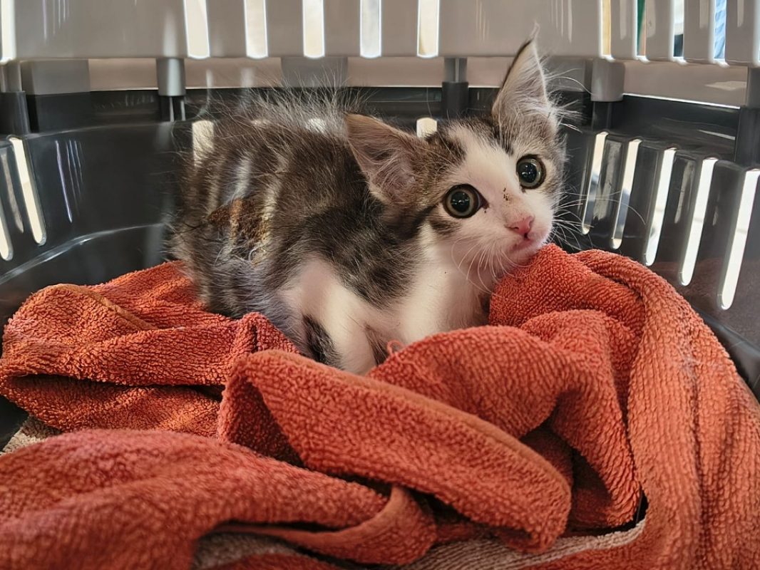.t - Chat Européen à adopter