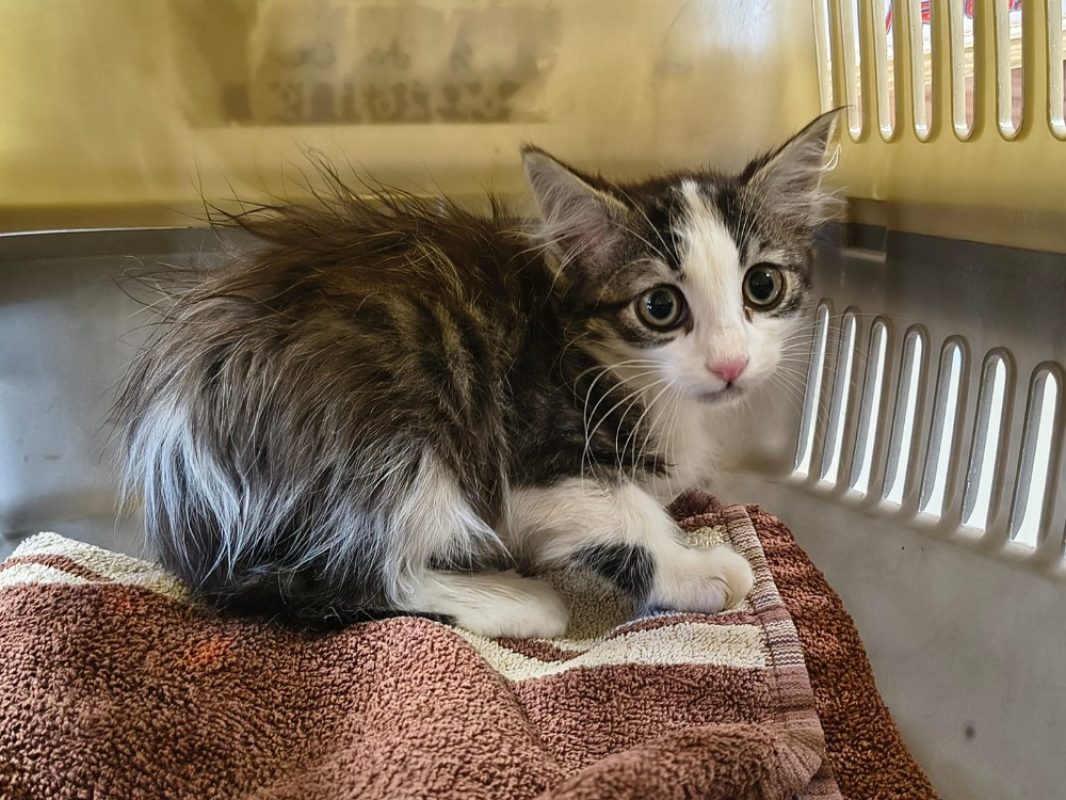 Vhagar - Chat Européen à adopter