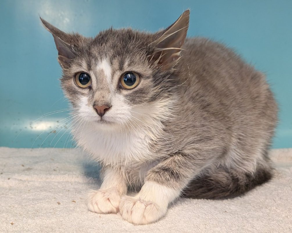 Dolia - Chat Européen à adopter