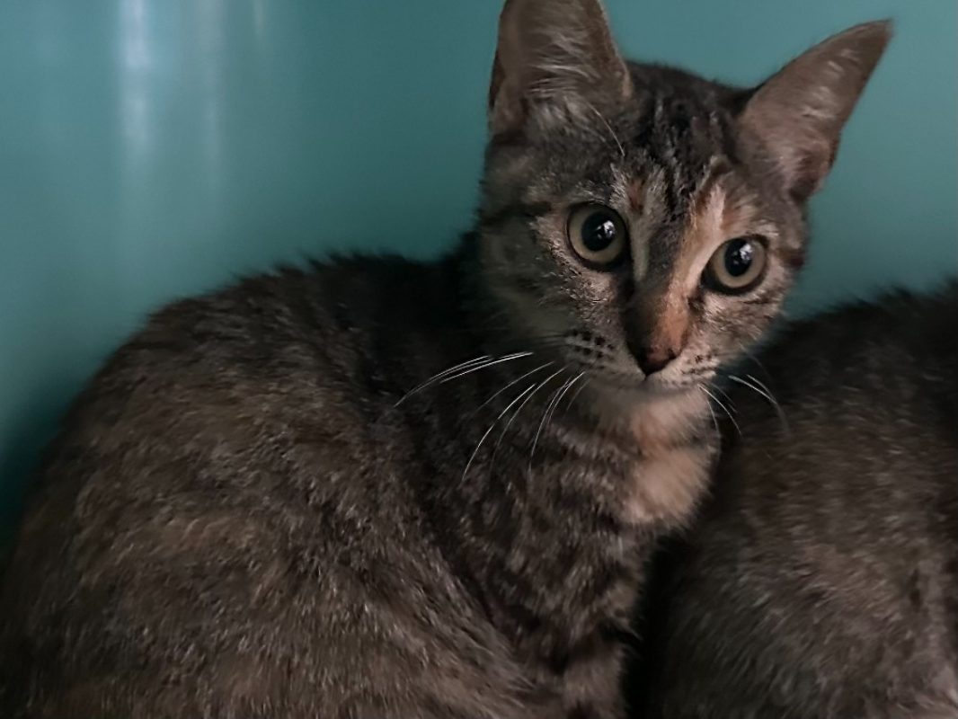 Plume - Chat Européen à adopter