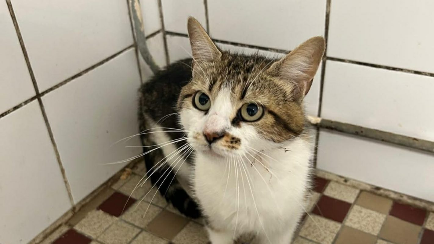 Gaia - Chat Européen à adopter