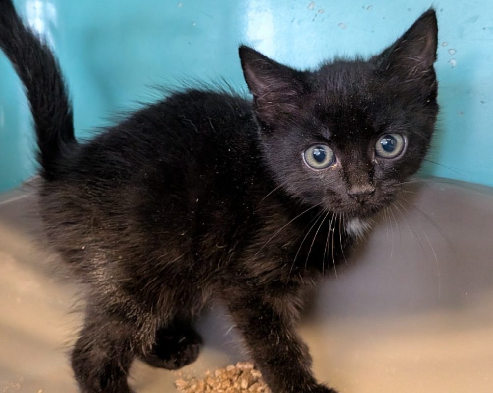 Asphalte - Chat Européen à adopter