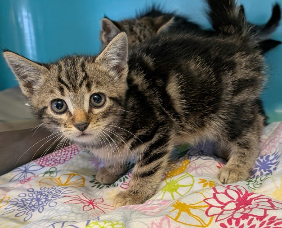 Argan - Chat Européen à adopter