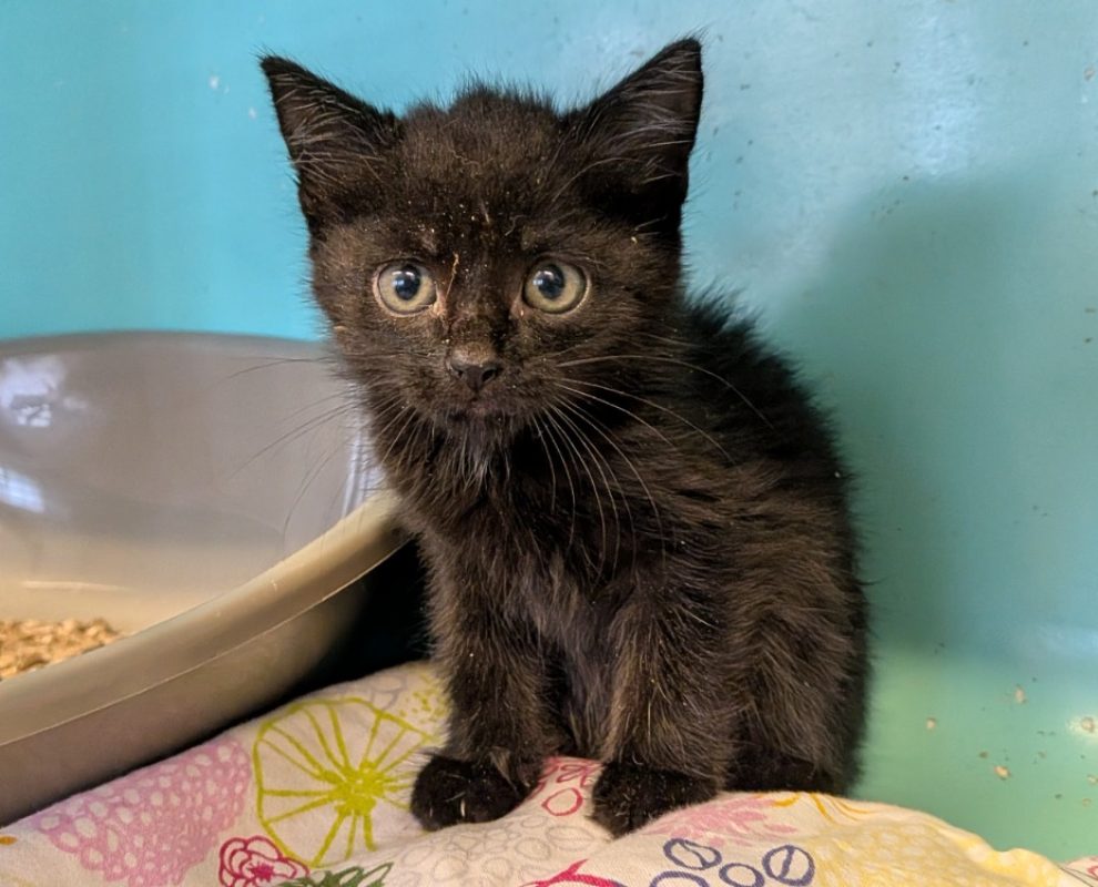 Altair - Chat Européen à adopter