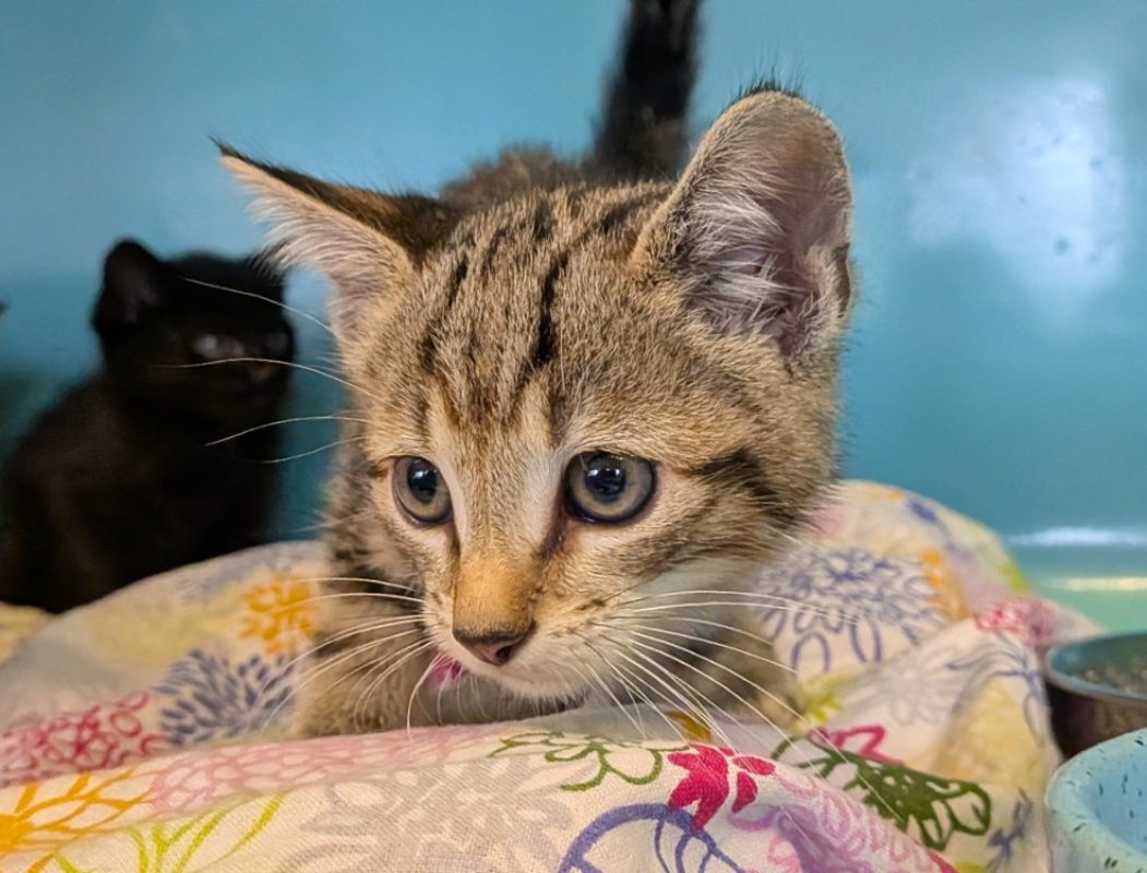 Azimut - Chat Européen à adopter