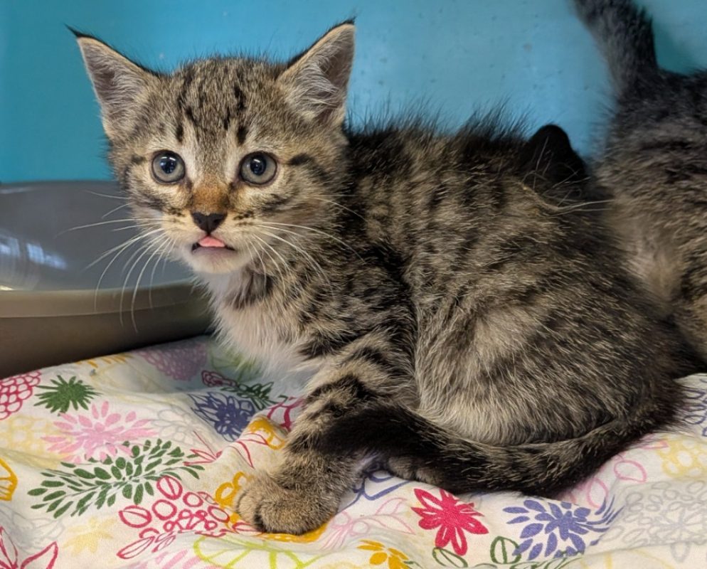 Aloha - Chat Européen à adopter