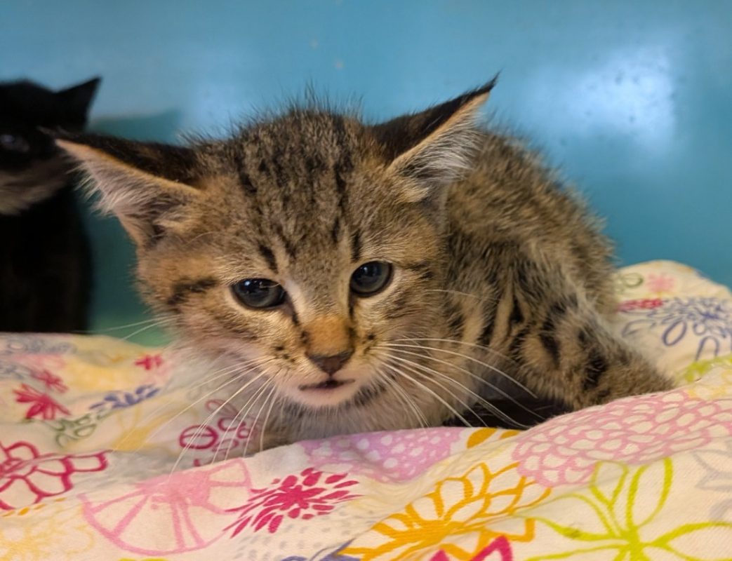 Aki - Chat Européen à adopter