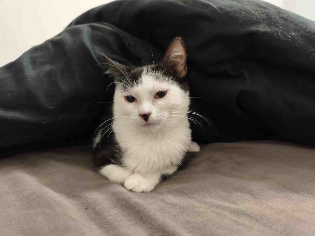 Athena - Chat Européen à adopter