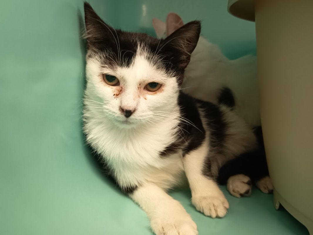 Athena - Chat Européen à adopter - photo 2