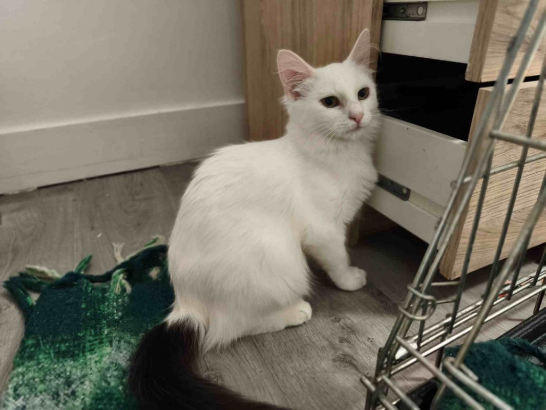 Tyrona - Chat Européen à adopter