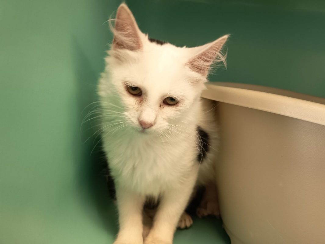 Tyrona - Chat Européen à adopter - photo 2