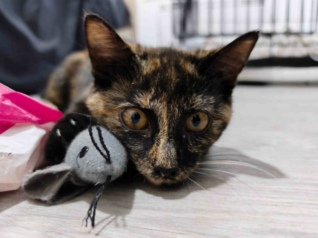 Thora - Chat Européen à adopter