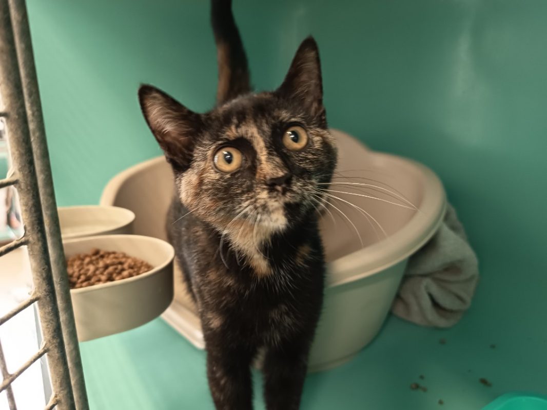 Thora - Chat Européen à adopter - photo 2