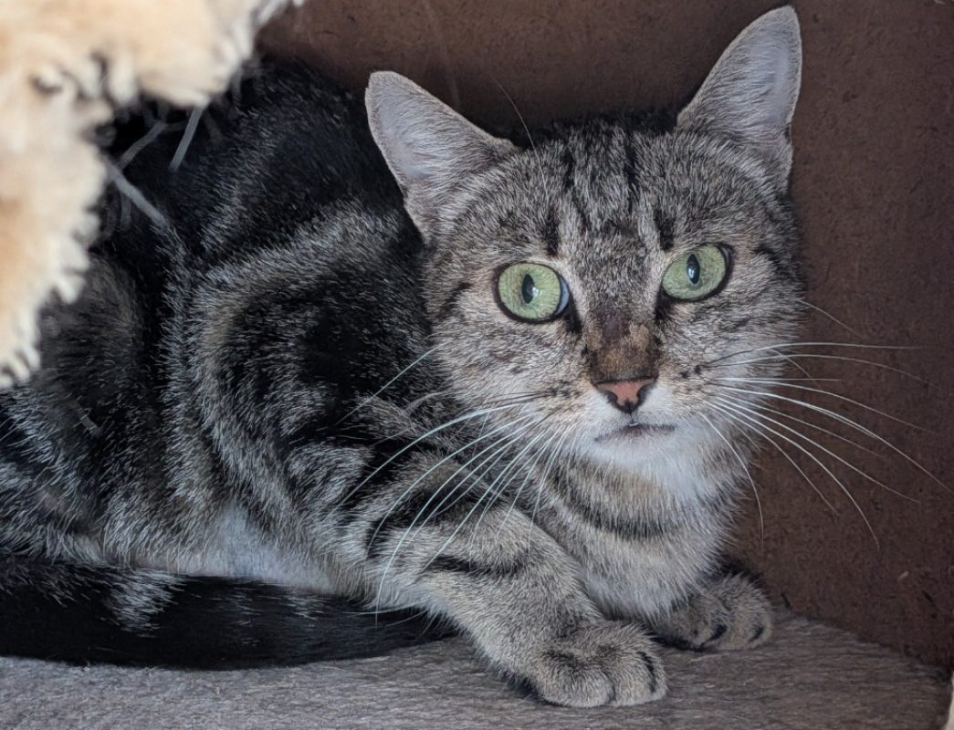 Daria - Chat Européen à adopter