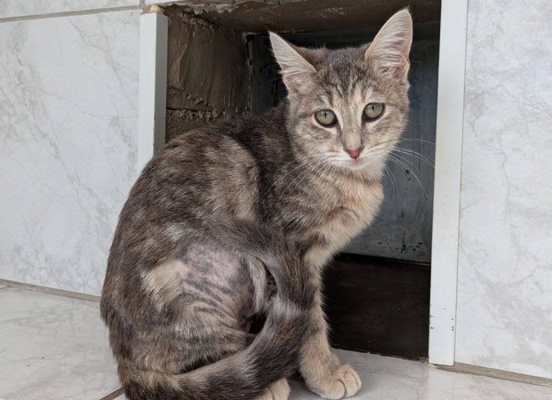 Inette - Chat Européen à adopter