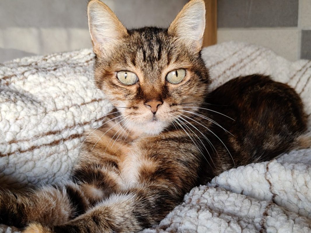 Fibi - Chat Européen à adopter