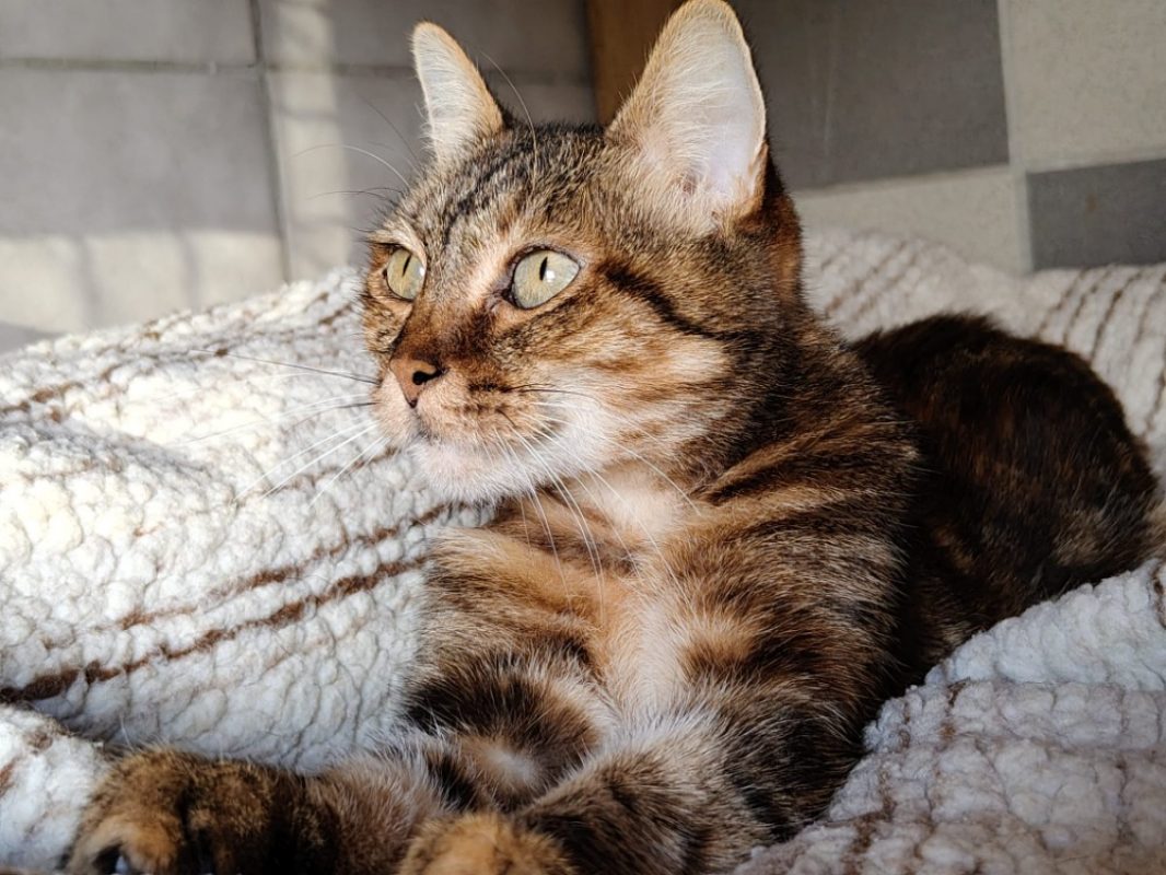 Fibi - Chat Européen à adopter - photo 2