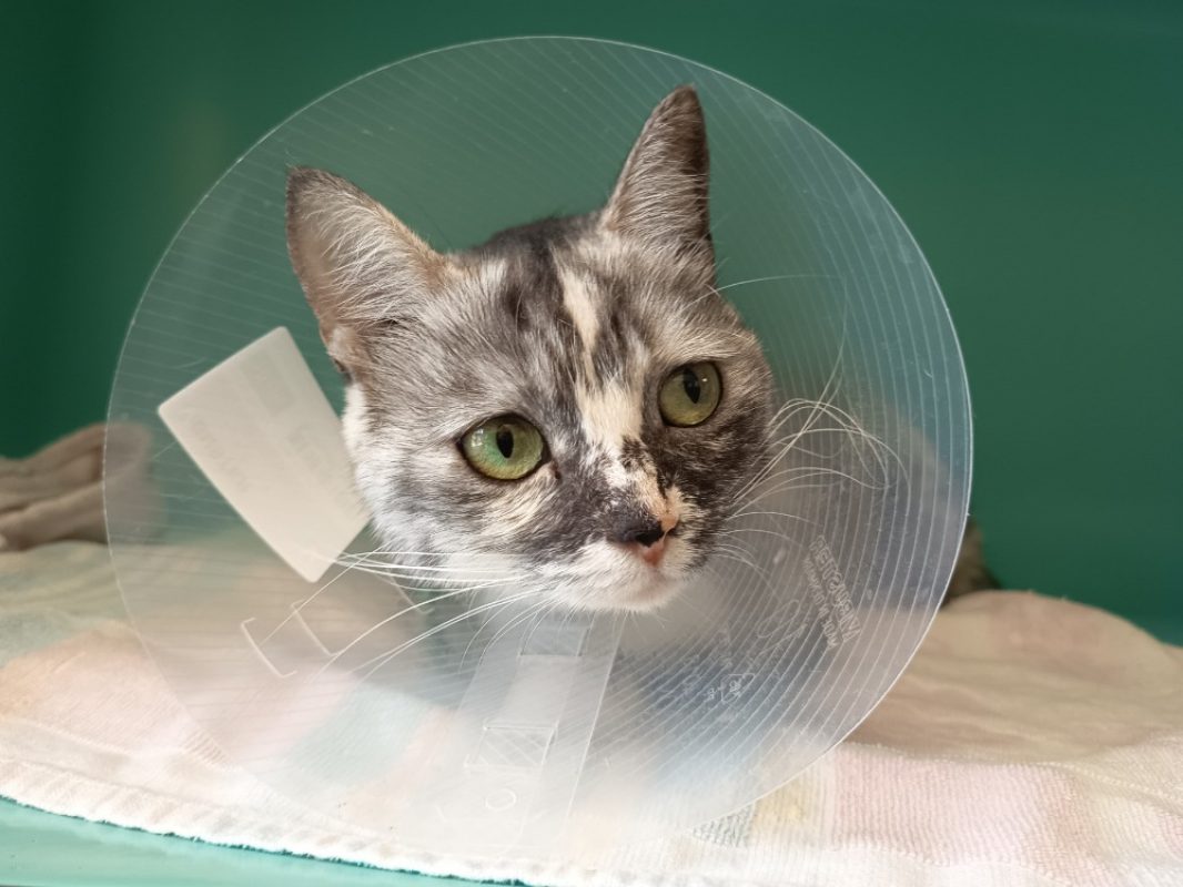 Jallia - Chat Européen à adopter