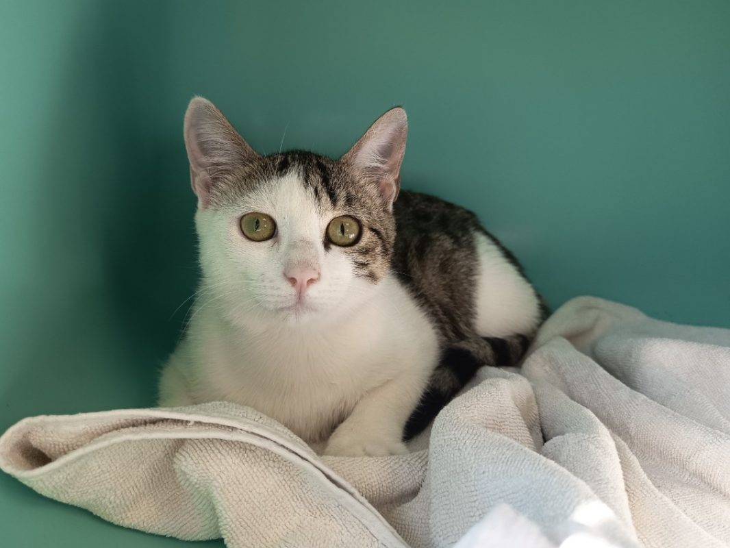 Fizz - Chat Européen à adopter