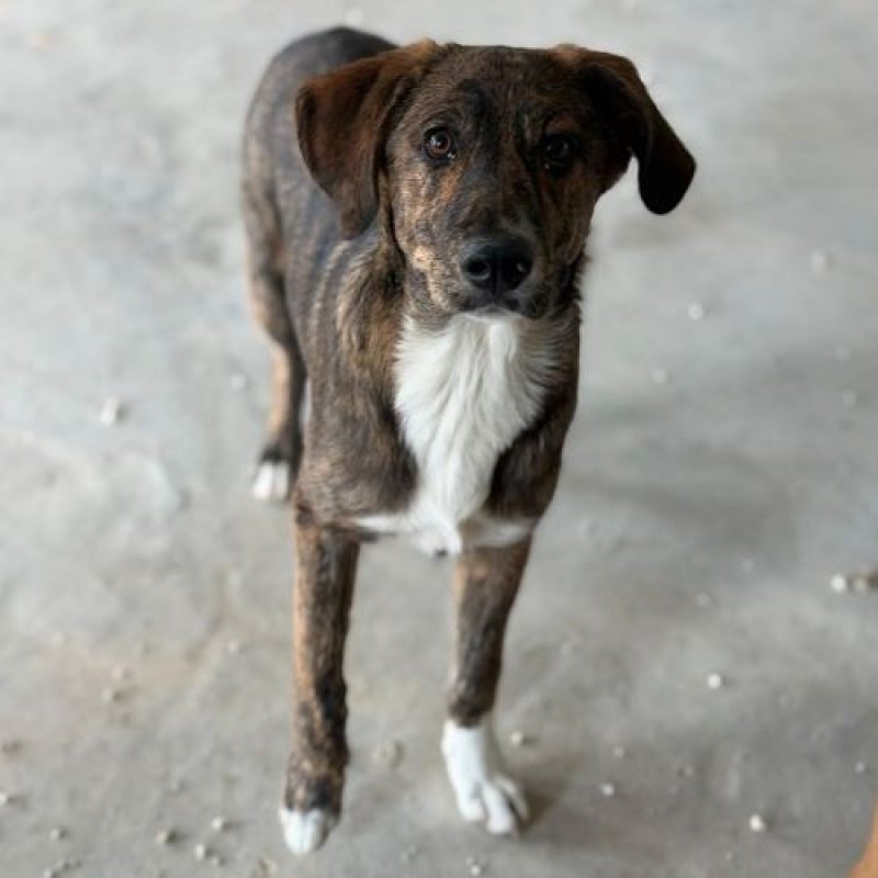 POC - Chien à adopter - photo 2