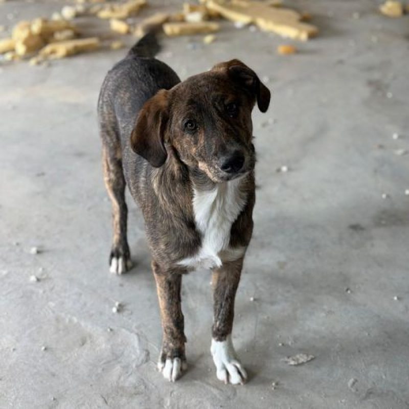 POC - Chien à adopter - photo 4