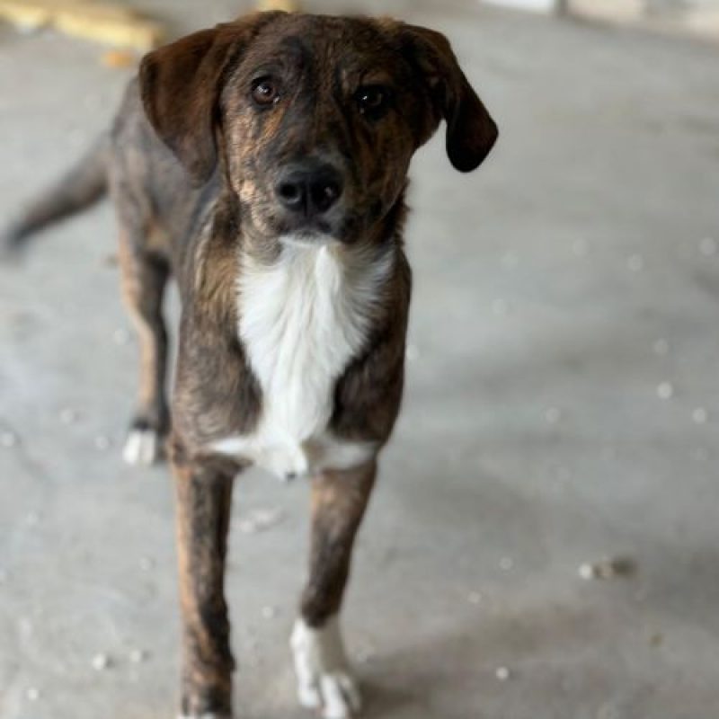 POC - Chien à adopter