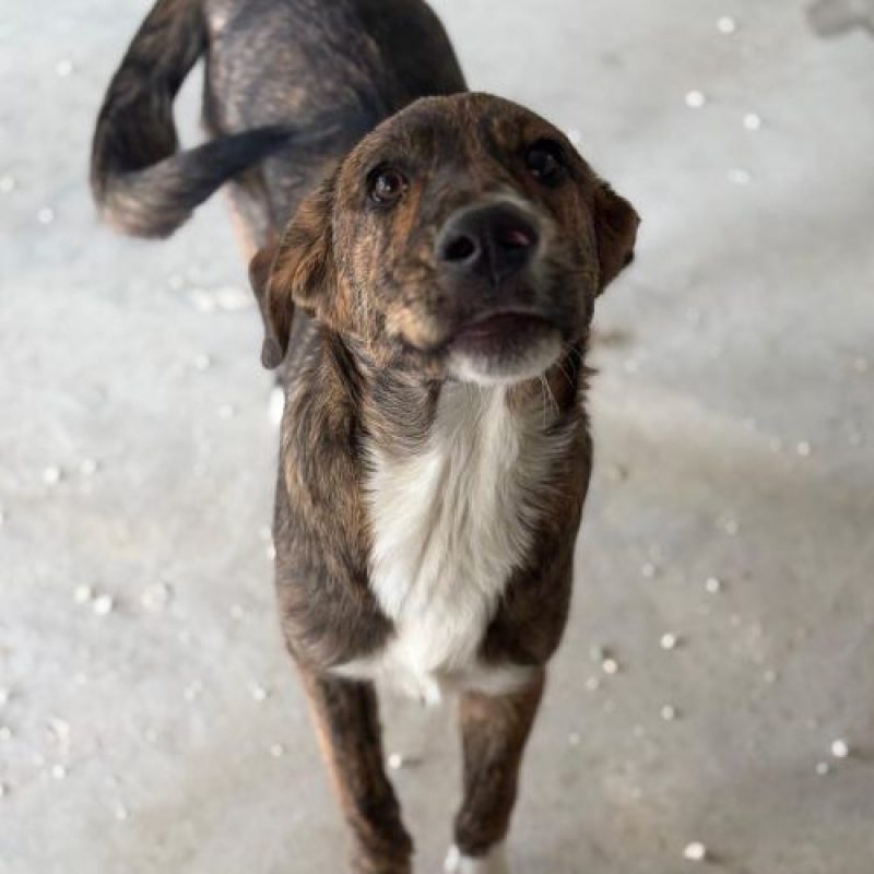 POC - Chien à adopter - photo 3