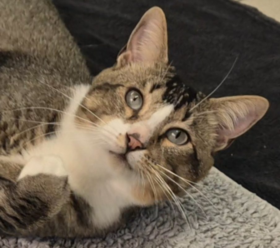 Grigri - Chat Européen à adopter