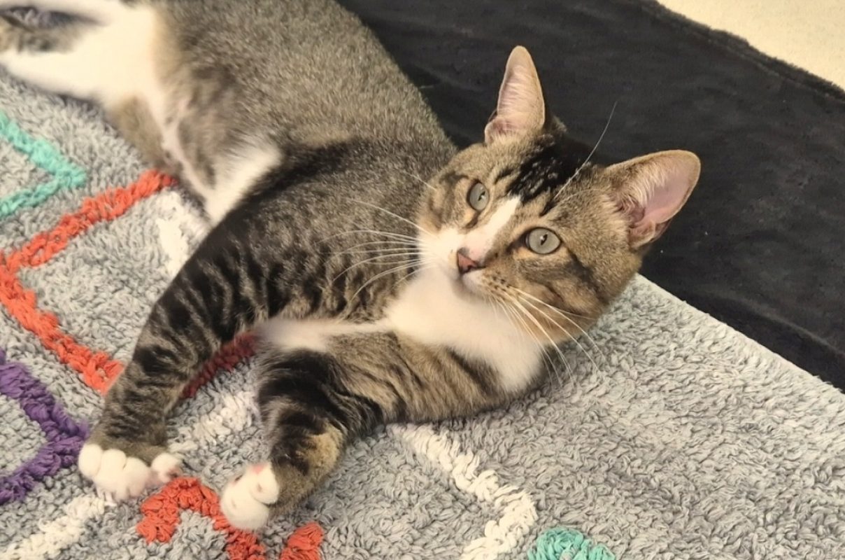 Grigri - Chat Européen à adopter - photo 2