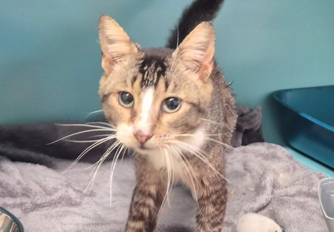 Grigri - Chat Européen à adopter - photo 7