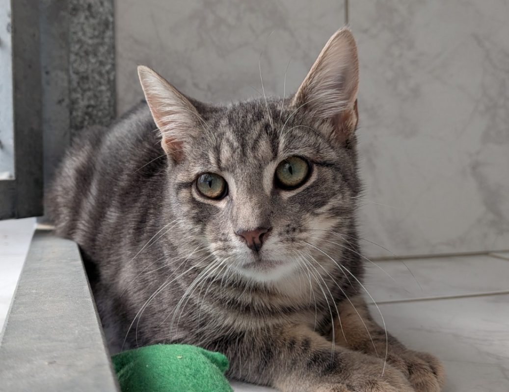 Jaurel - Chat Européen à adopter
