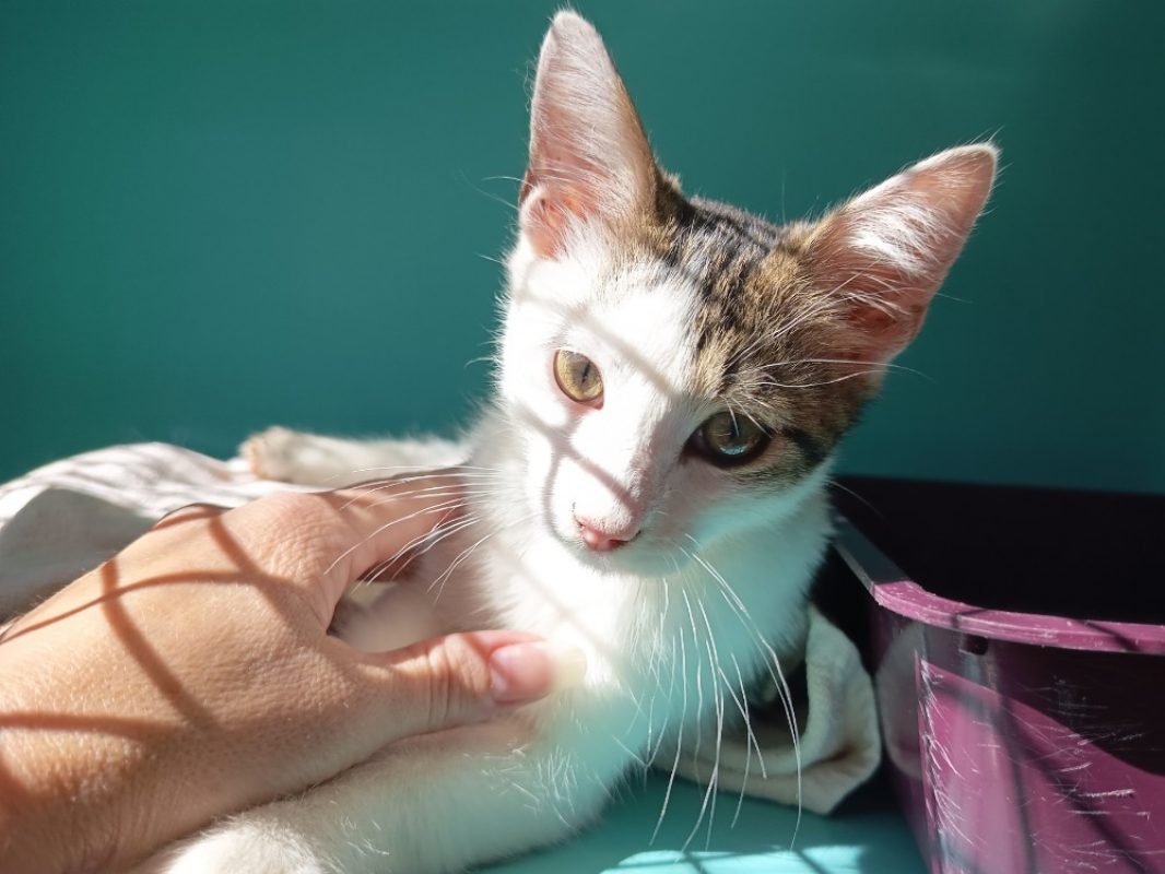 Dundee - Chat Européen à adopter